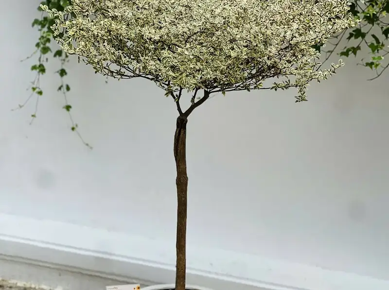 Thiết kế sân vườn Đà Lạt: quy trình, chi phí và cây phù hợp