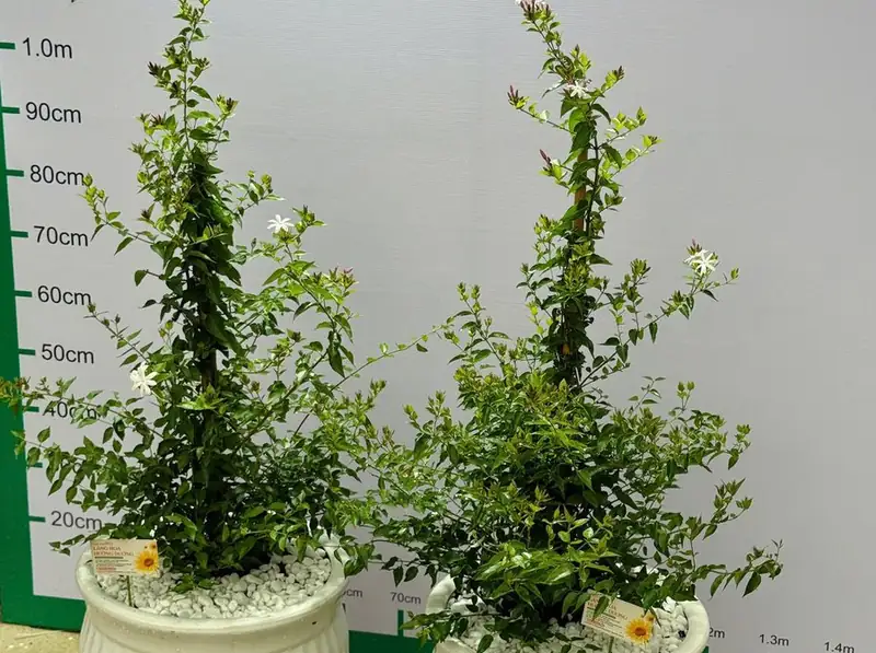 Cây cảnh Đà Lạt gửi TP.HCM: chọn cây chịu nóng, nhận sau 6–8 giờ