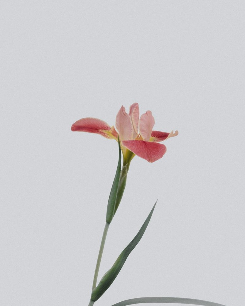 Hộp Hoa Yêu Thương