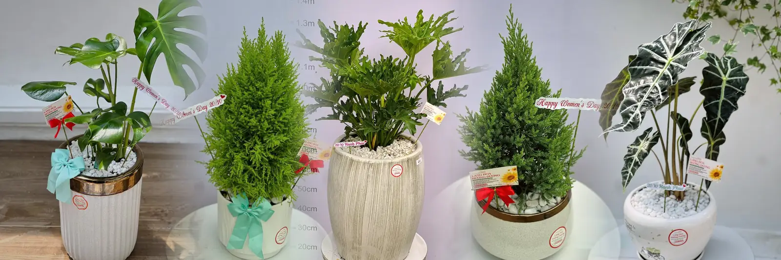 Cây cảnh Nha Trang: chọn cây chịu nóng, đặt hoa Đà Lạt gửi 3–4 giờ