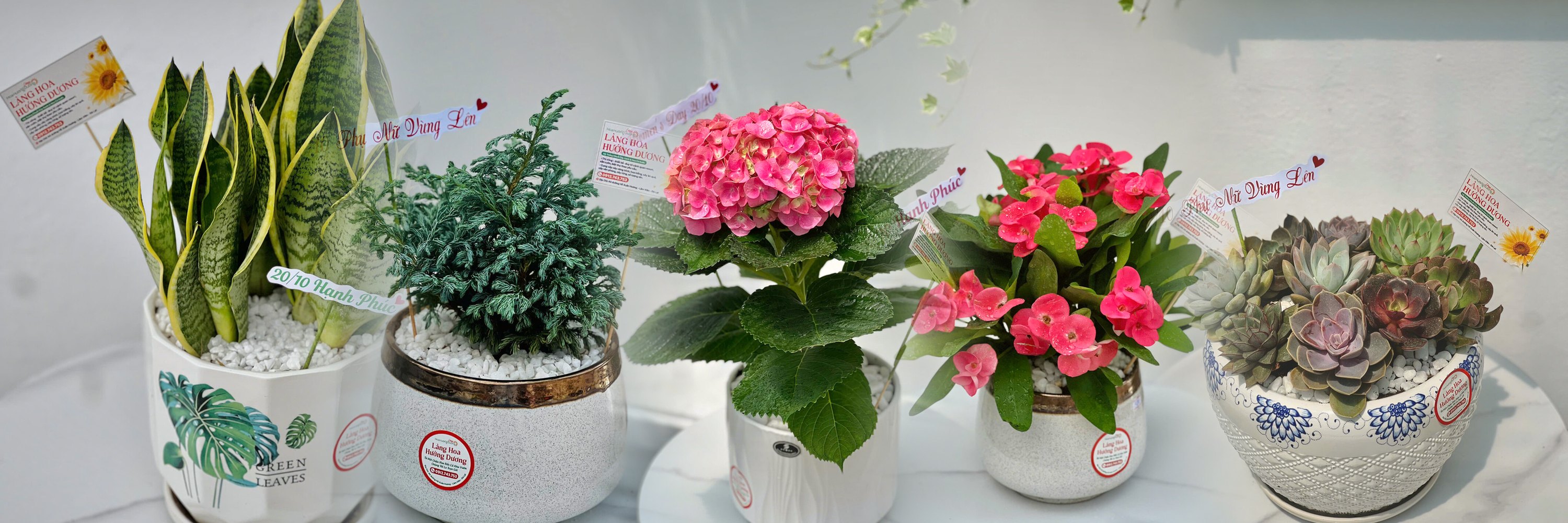 Cây công trình — Làng Hoa Hướng Dương Đà Lạt