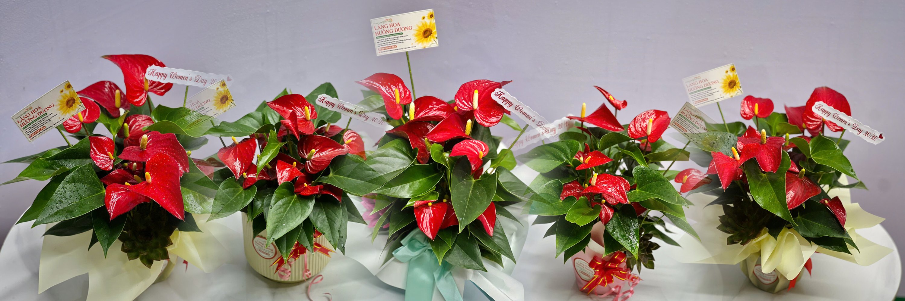Shop hoa tươi — Làng Hoa Hướng Dương Đà Lạt