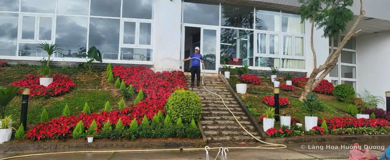 Bậc thang lối vào tòa nhà hai bên là mảng hoa trạng nguyên đỏ, cây tròn và chậu trắng