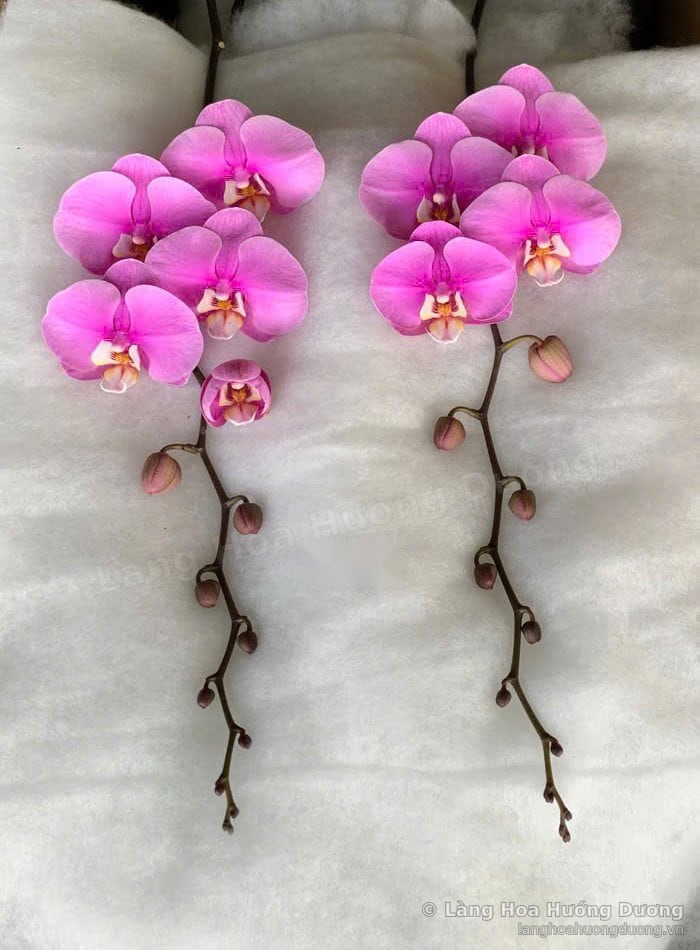 Cành lan Hồ Điệp Ana chưa lên chậu tại Làng Hoa Hướng Dương