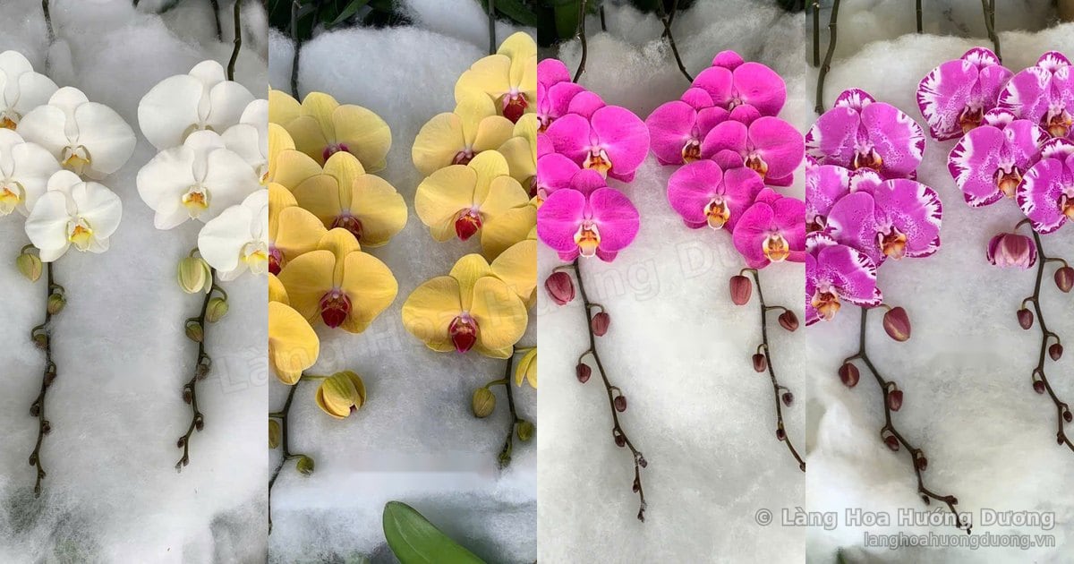 Bảng màu lan Hồ Điệp tại Làng Hoa Hướng Dương: màu nào đang hot?