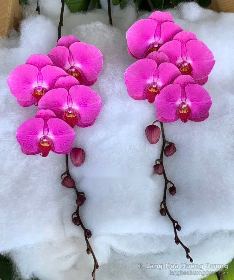 Cành lan Hồ Điệp Hồng Đại Dương chưa lên chậu tại Làng Hoa Hướng Dương