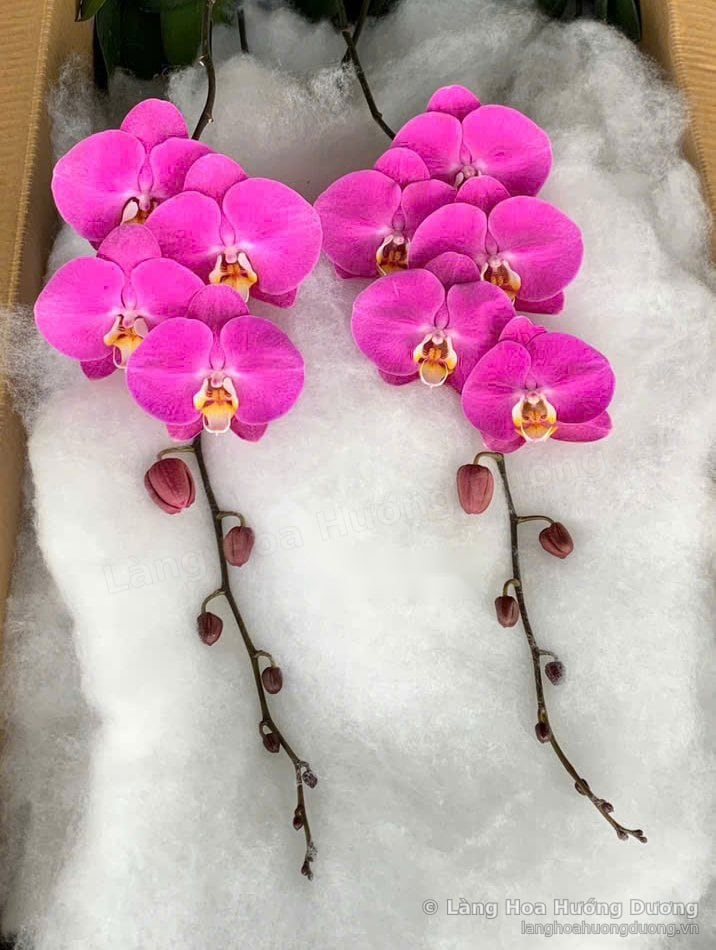 Cành lan Hồ Điệp hồng mới chưa lên chậu tại Làng Hoa Hướng Dương