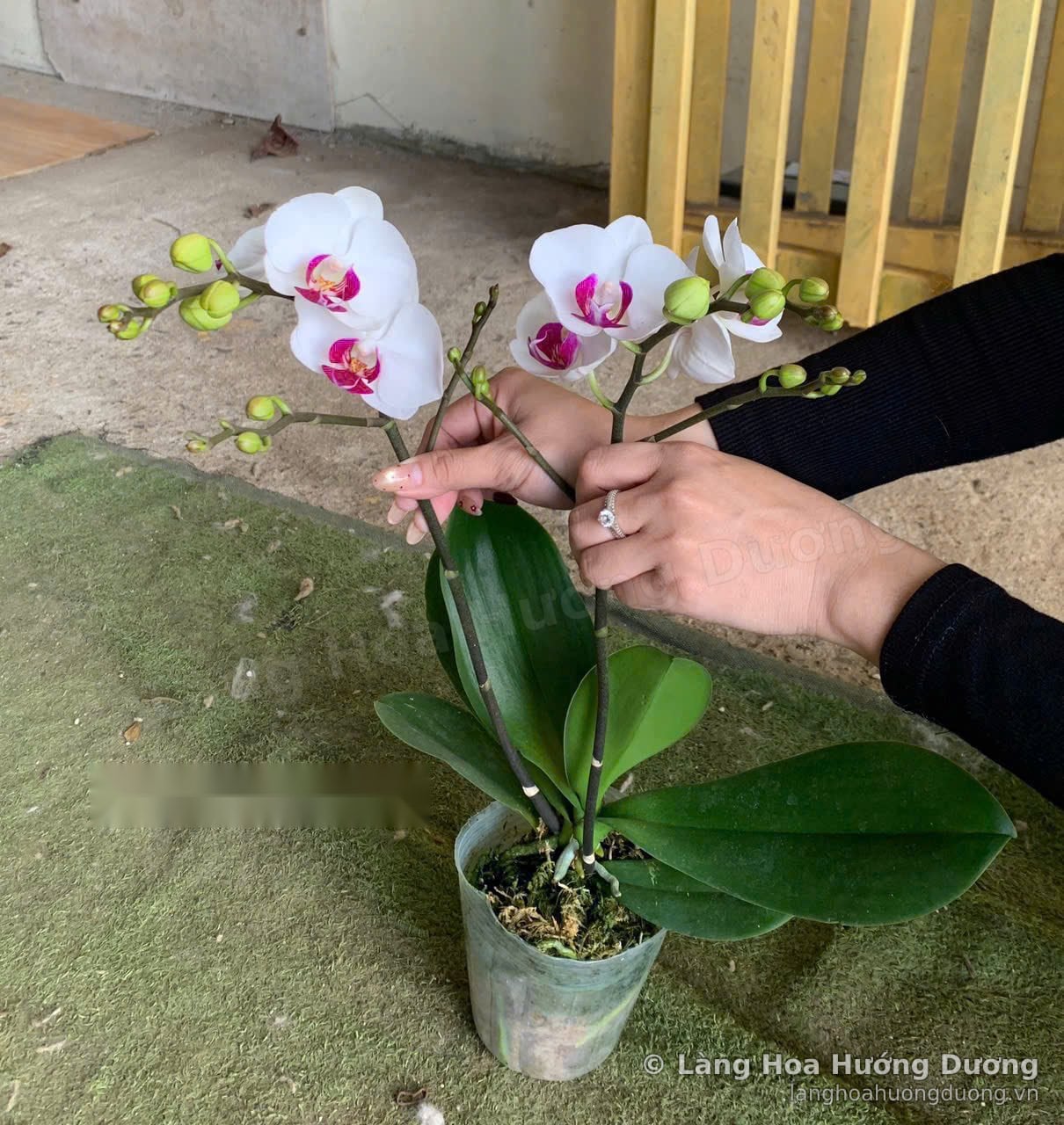 Cành lan Hồ Điệp trắng tuyết chưa lên chậu tại Làng Hoa Hướng Dương