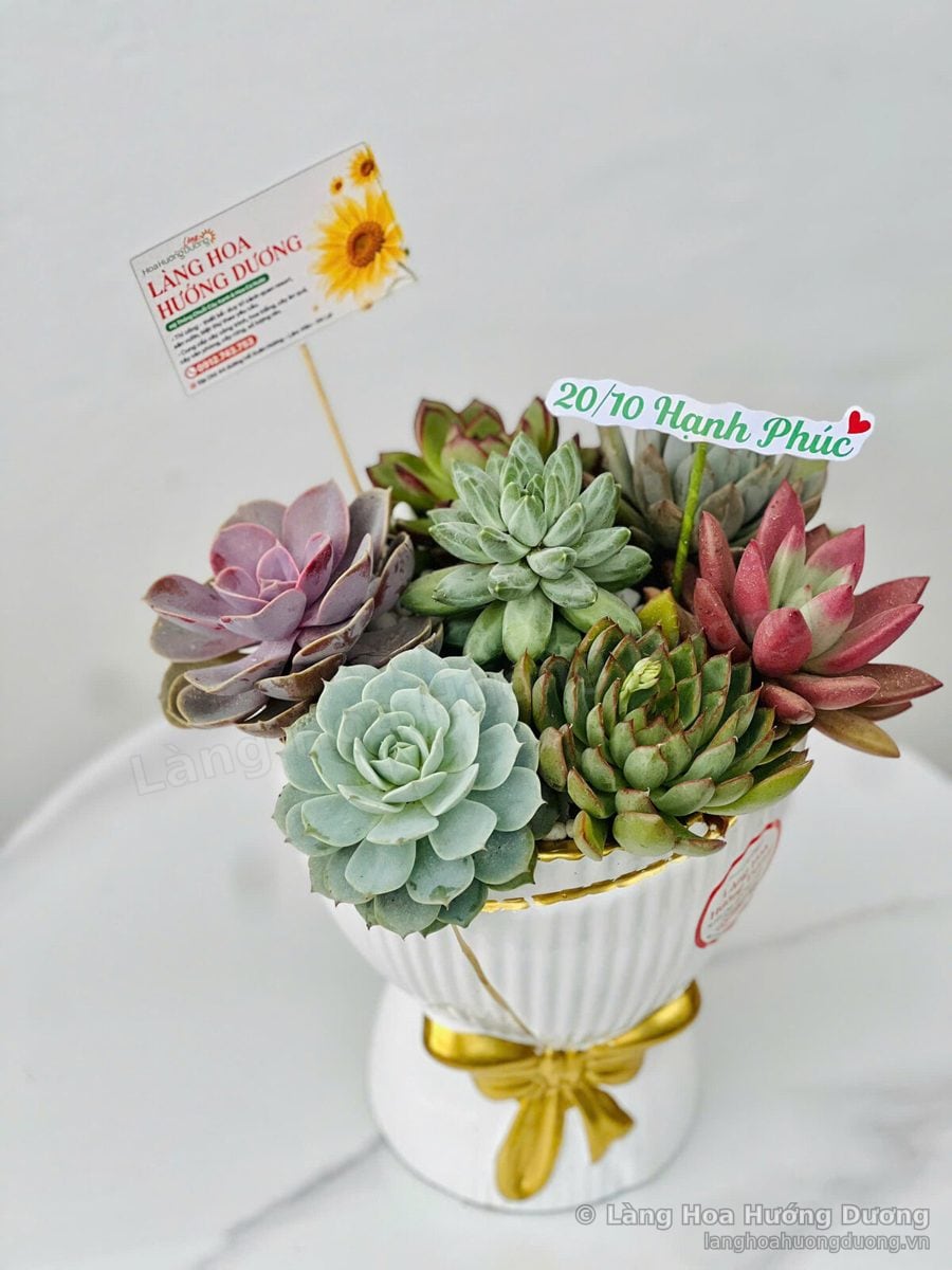 Bó hoa sen đá trong chậu thắt nơ vàng