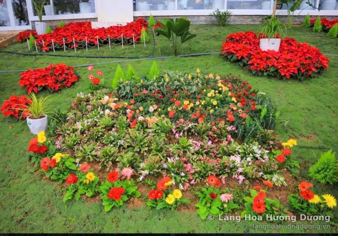 Bồn hoa mix hoa đồng tiền, hoa cúc, trạng nguyên đỏ trên bãi cỏ