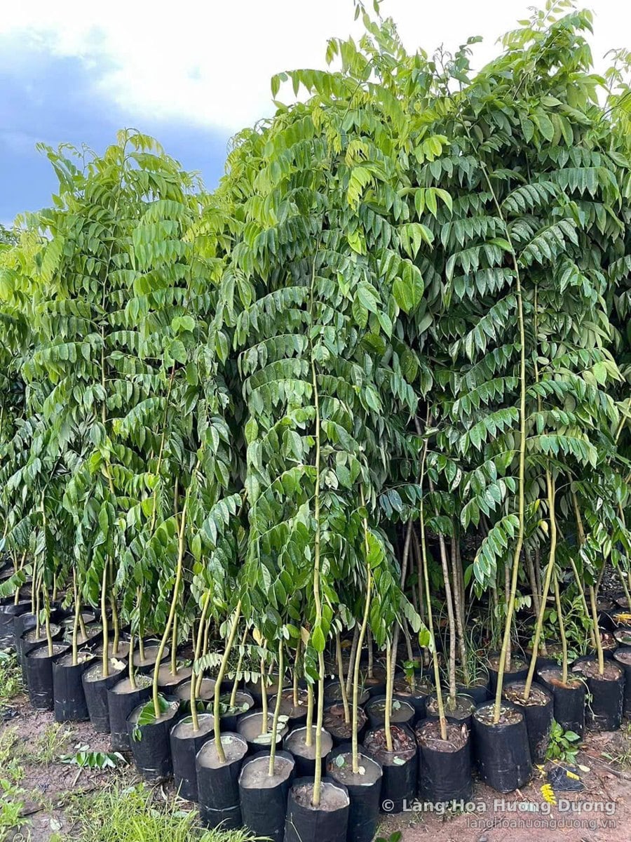 Hàng cây lá kép cao trong bầu đen xếp đều trên nền đất