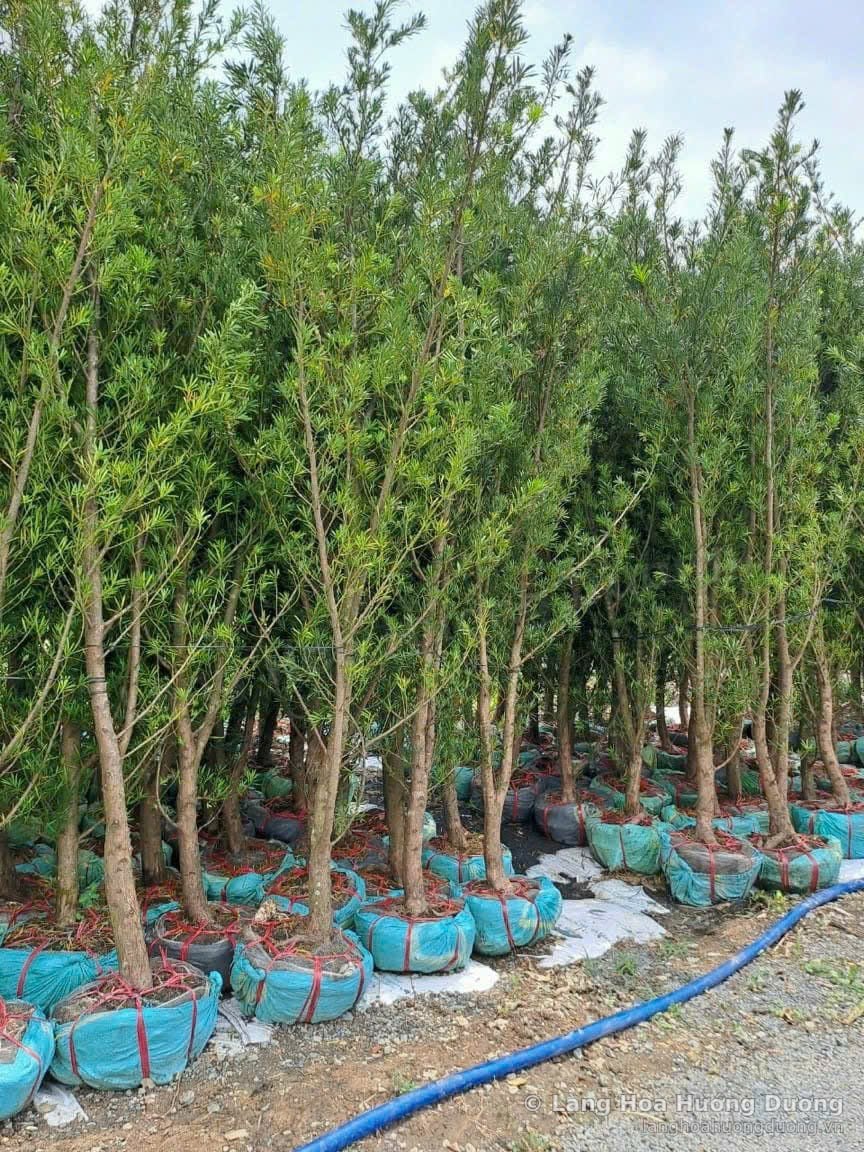 Hàng cây thân cao có gốc bọc bầu xanh, xếp đều trên nền đất