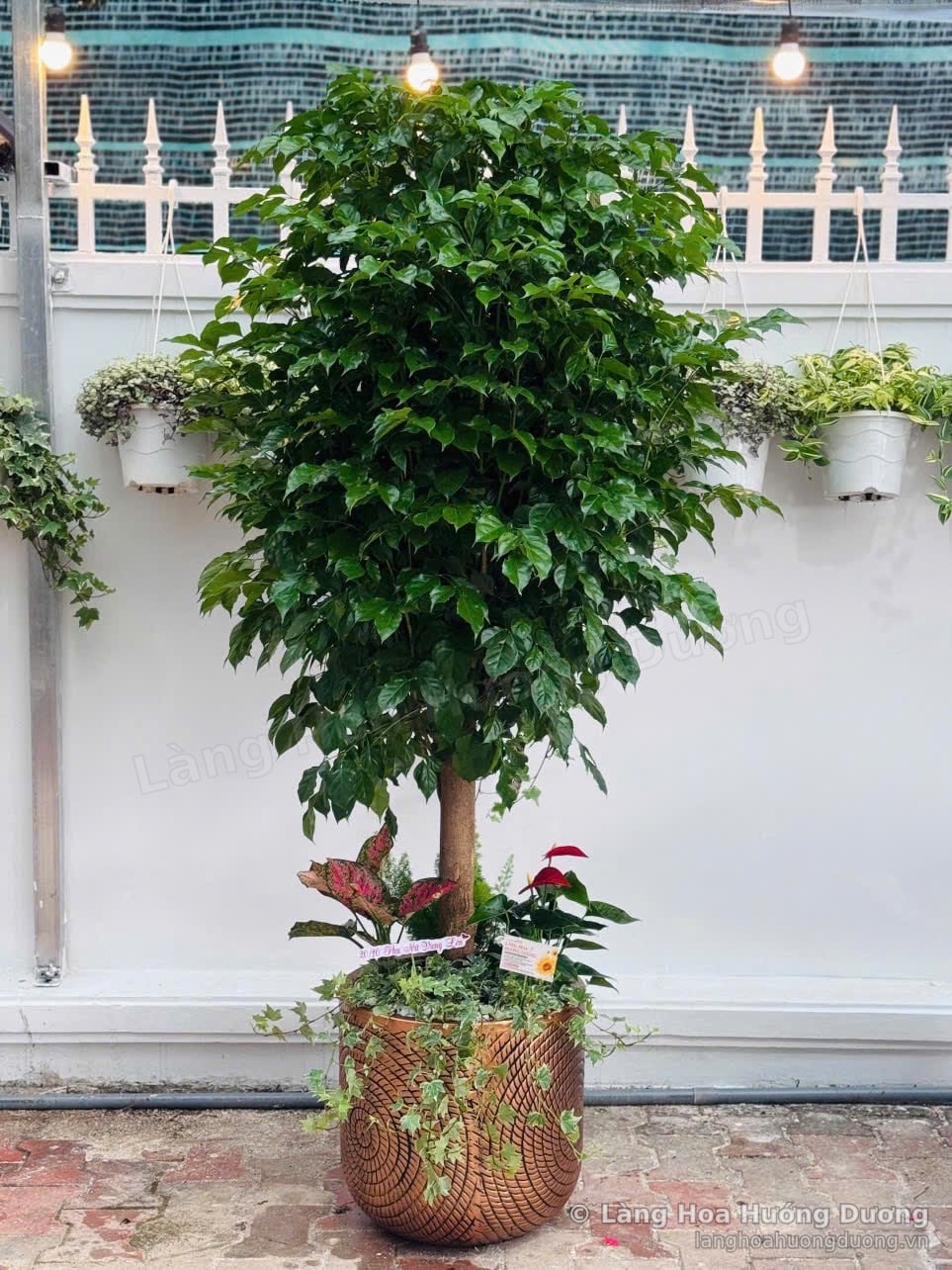 Cây Hạnh Phúc lá xanh đậm cao, mix cây lá đỏ, hoa môn đỏ và dây thường xuân dưới gốc trong chậu combo màu đồng