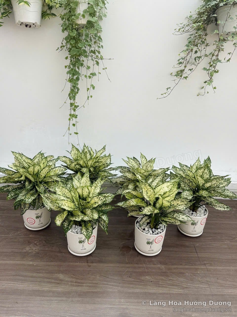 Cây ngọc ngân lá xanh trắng trong chậu sứ trắng đặt sát tường, phía trên là dây thường xuân treo