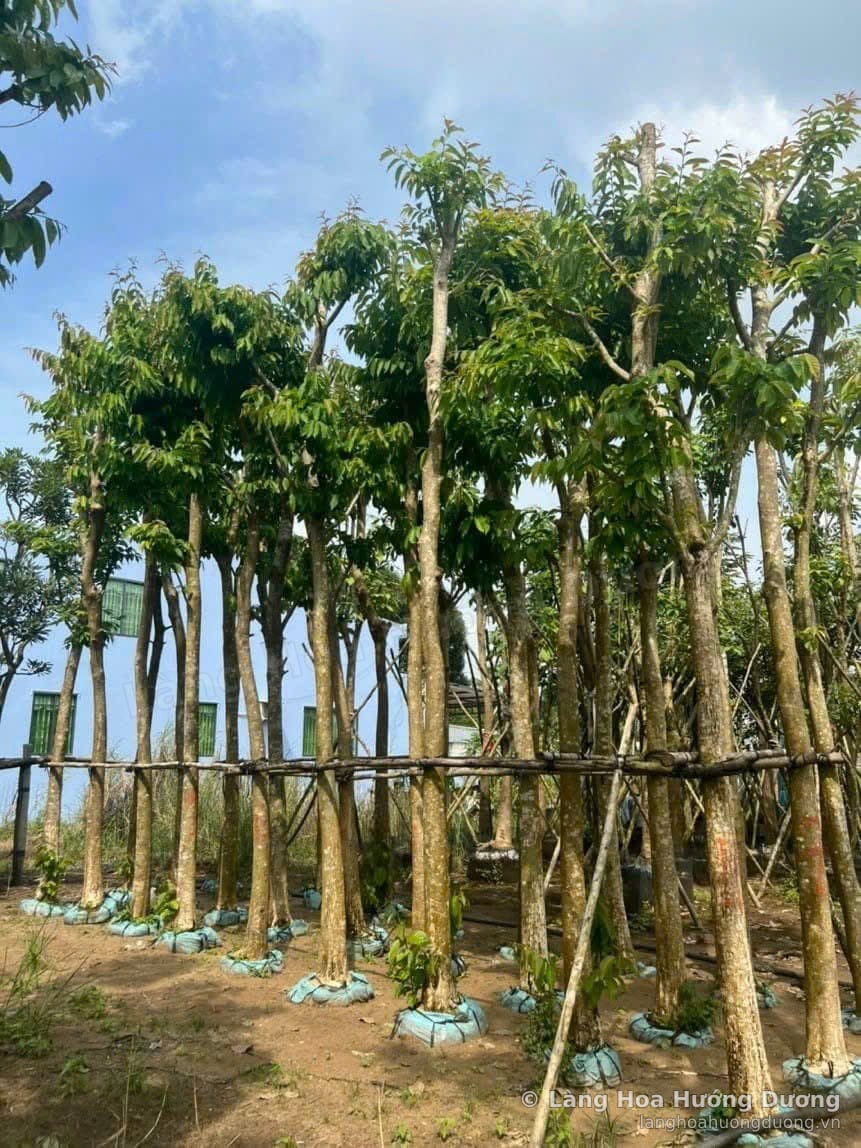 Cây thân cao được cắm cọc dọc theo giá đỡ, gốc bọc bầu xanh