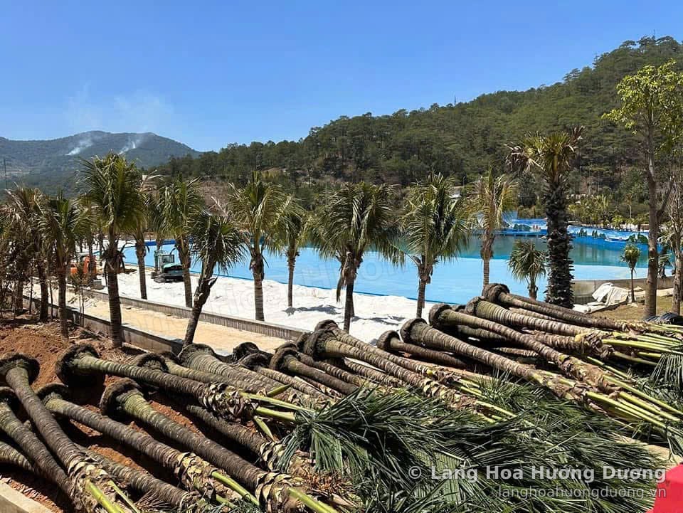 Những thân chà là đặt nằm trên nền đất để vận chuyển, phía sau là bãi biển và đồi