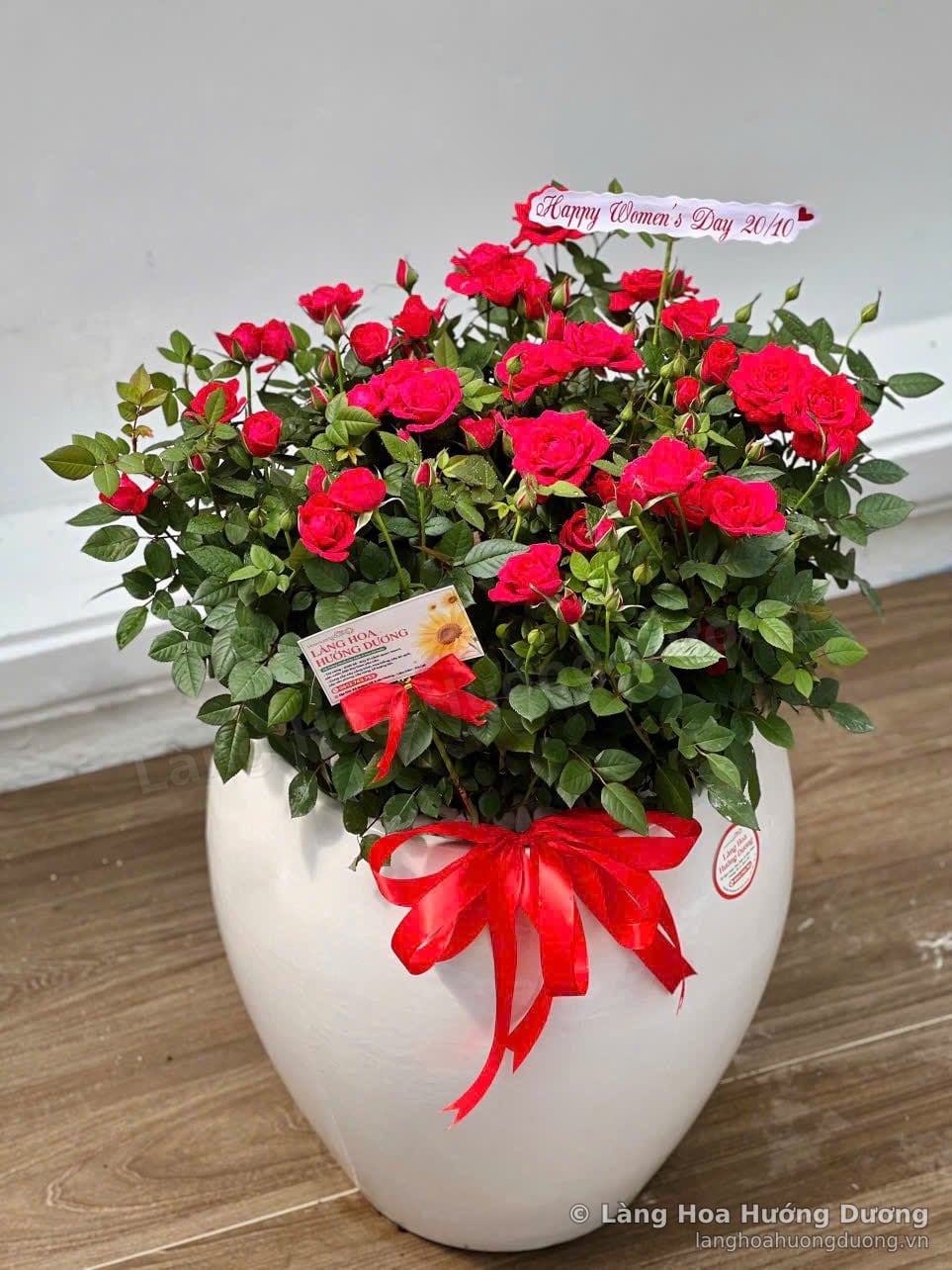 Chậu hoa hồng đỏ mix chậu sứ trắng, thắt nơ đỏ, tặng dịp 20/10