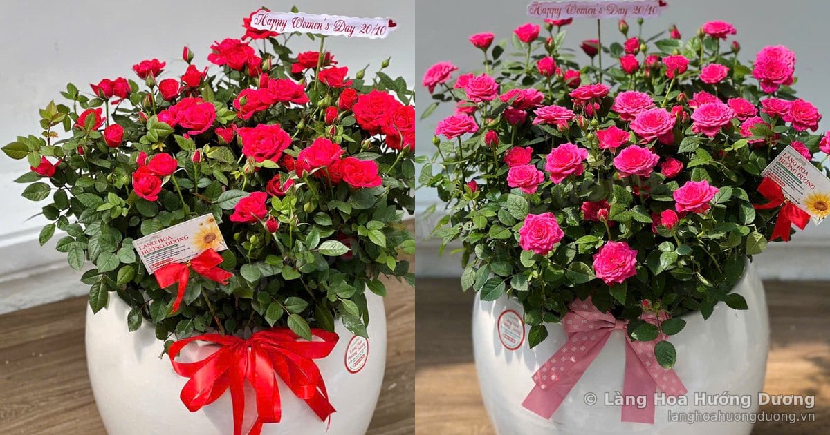 Chậu hoa hồng mix: vì sao ngày nay tặng cây, tặng hoa thay quà biếu?