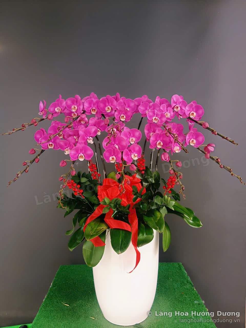 Chậu lan Hồ Điệp hồng đậm điểm quả đỏ trong chậu sứ trắng