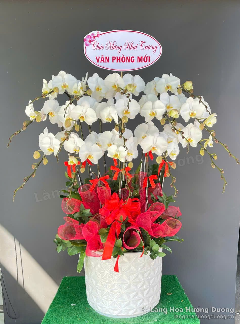 Chậu lan Hồ Điệp trắng khai trương trong chậu sứ hoa văn, kết lưới đỏ