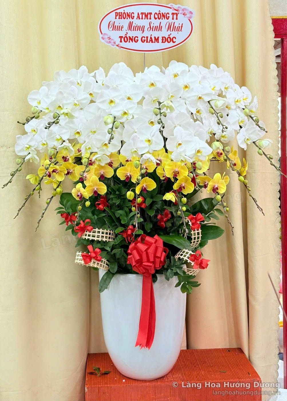 Chậu lan Hồ Điệp phối trắng vàng trong chậu sứ trắng, thắt nơ đỏ