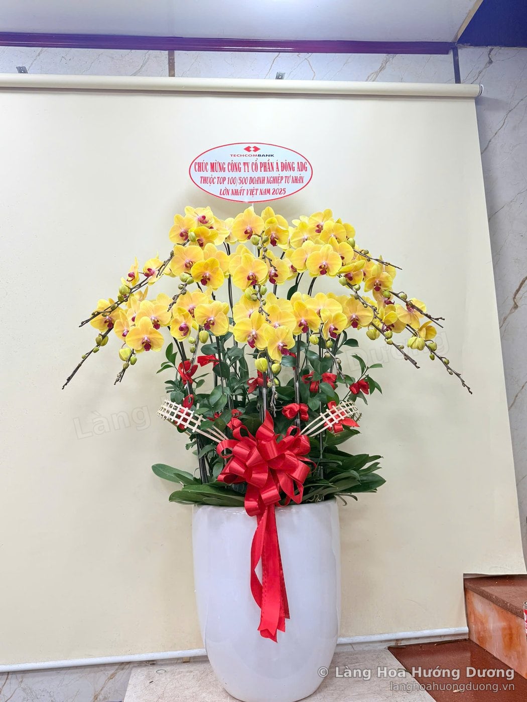 Chậu lan Hồ Điệp vàng trong chậu sứ trắng, thắt nơ đỏ, kèm bảng chúc mừng