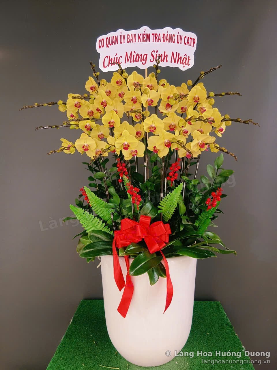 Chậu lan Hồ Điệp vàng trong chậu sứ trắng, thắt nơ đỏ, tặng sinh nhật