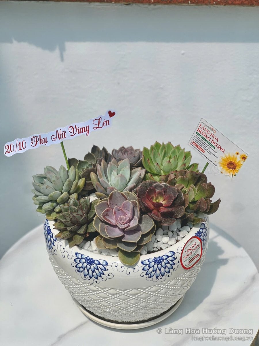 Chậu sen đá mix nhiều khóm trong chậu sứ hoa văn xanh lam