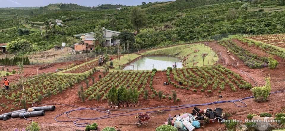Toàn cảnh khu đất đồi với các luống cây con xếp hàng và hồ nước phía sau