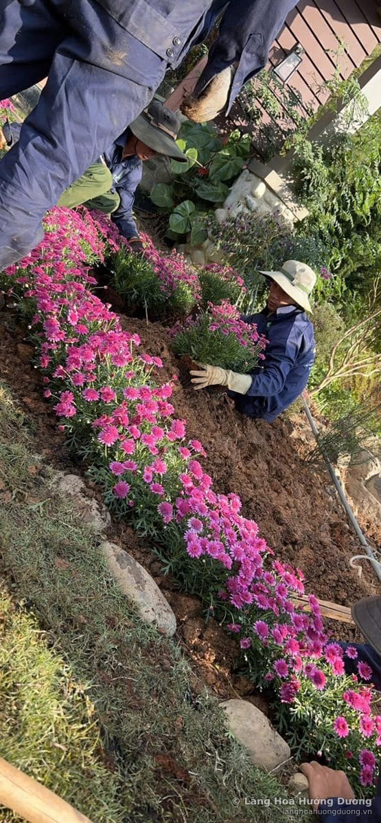 Người đang trồng hàng hoa hồng dọc sườn dốc