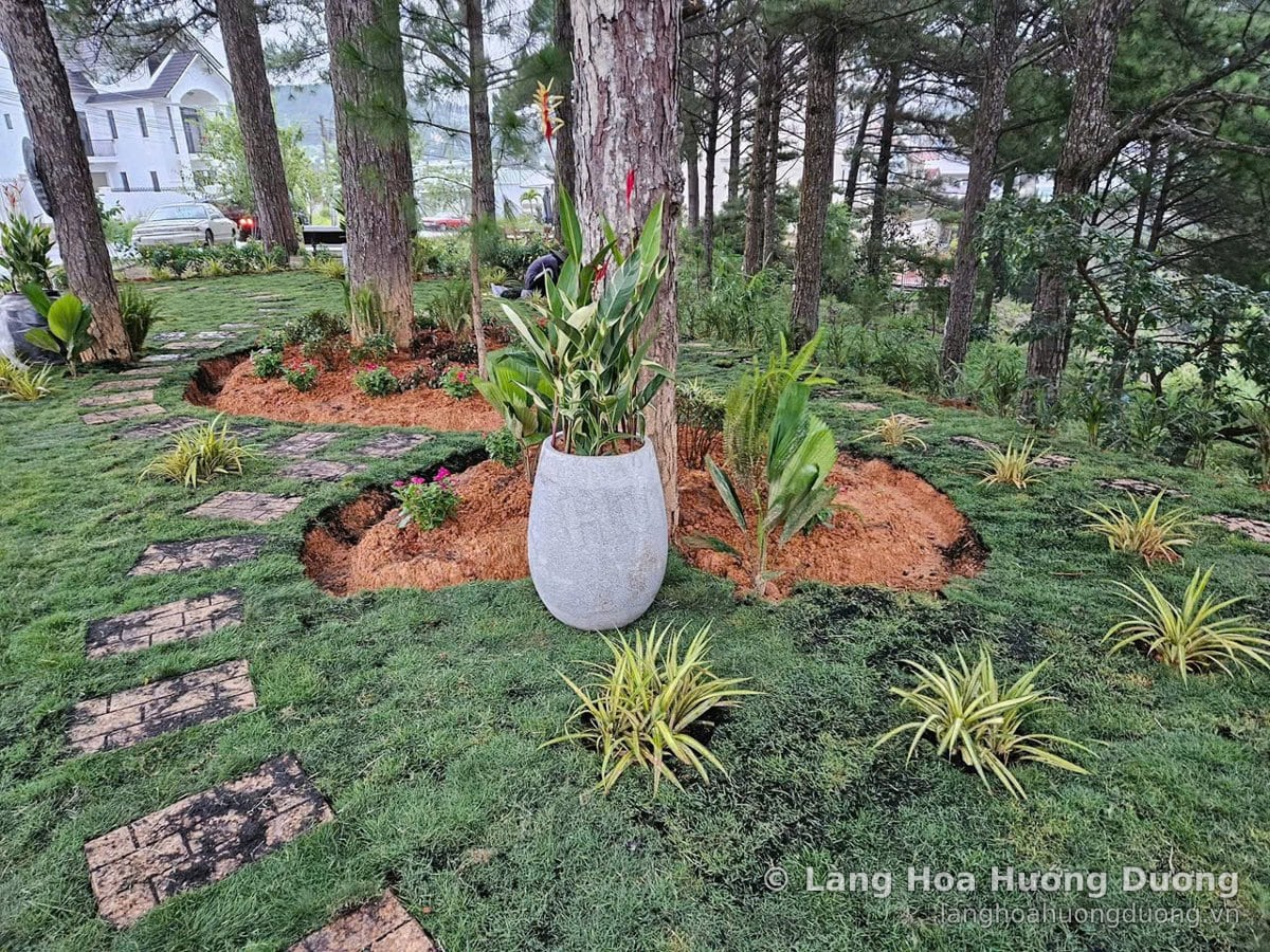 Chậu cây trắng và cụm cây lá sọc trên thảm cỏ giữa rừng thông