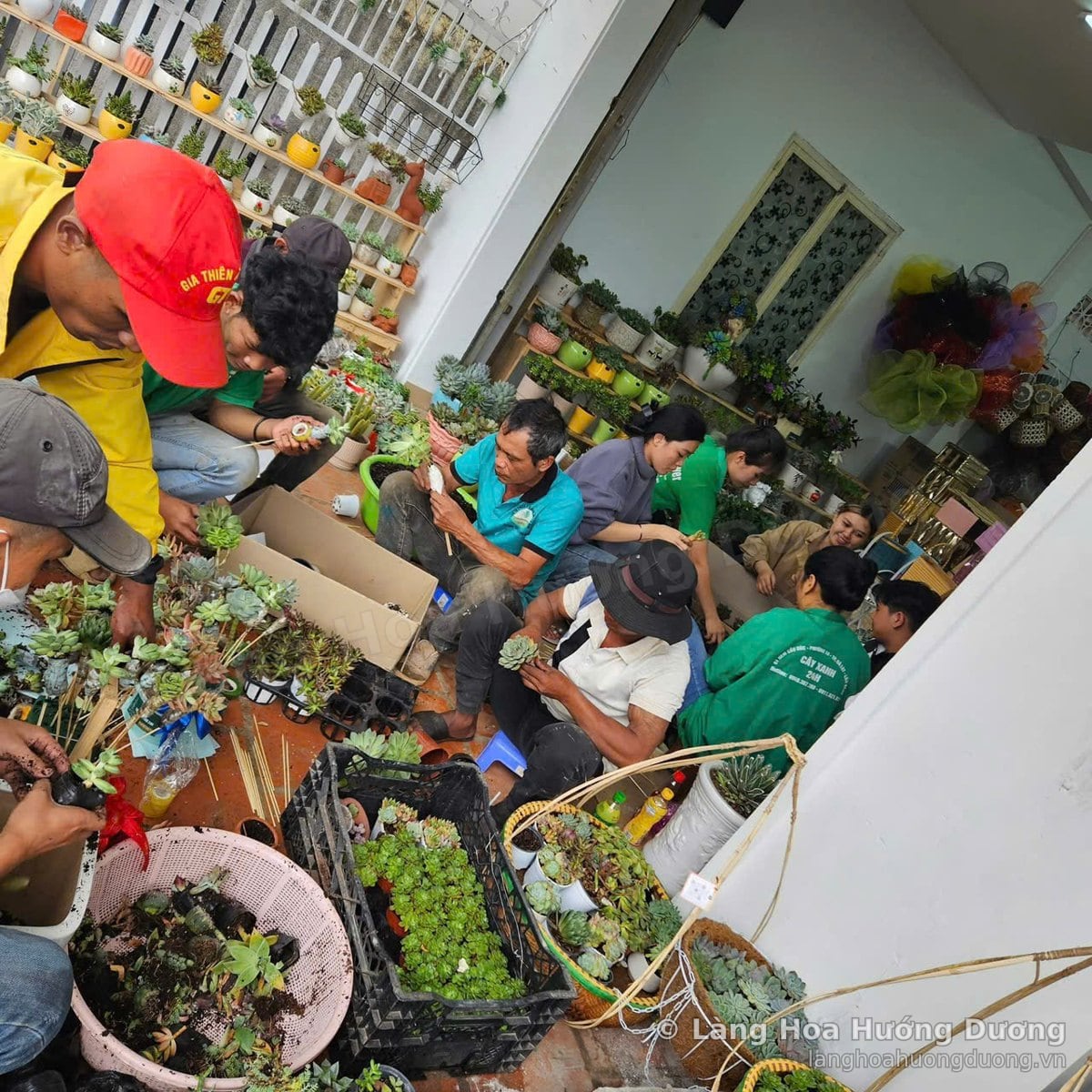 Nhiều người ngồi trên ghế nhựa thấp cùng cắm sen đá vào giỏ và chậu