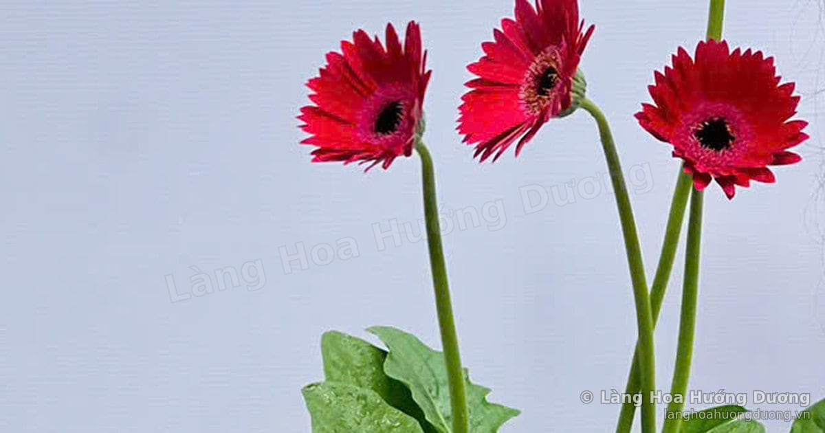 Hoa chậu Đồng Tiền đón tài lộc: trưng bàn làm việc và cách chống sốc nhiệt
