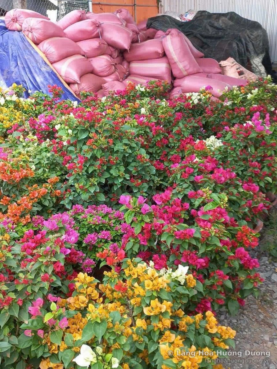Hoa giấy nhiều màu đỏ, cam, vàng, trắng xếp trong vườn cây