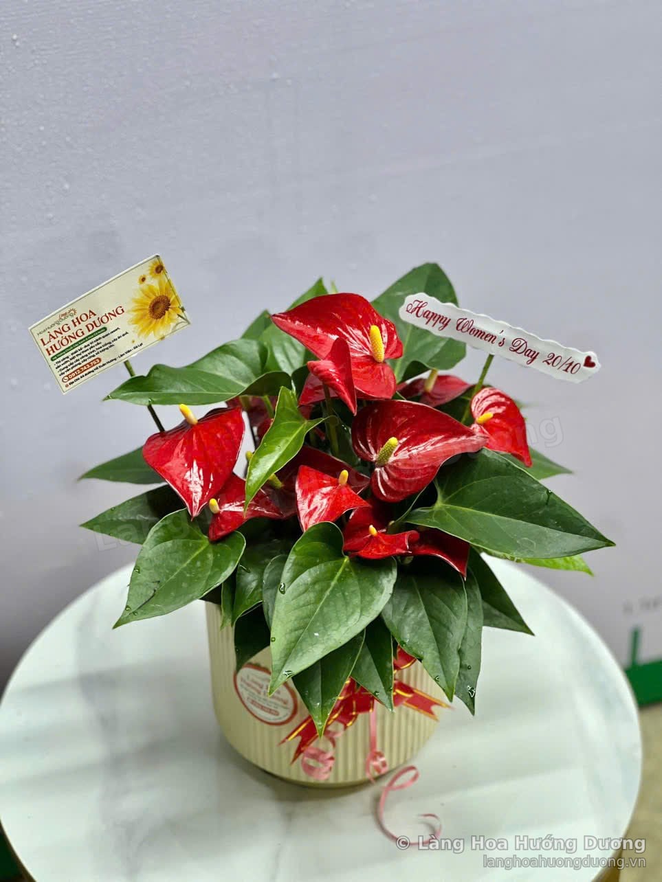 Chậu Hồng Môn đỏ mini để bàn, chậu sứ be kẻ sọc, đặt trên bàn tròn