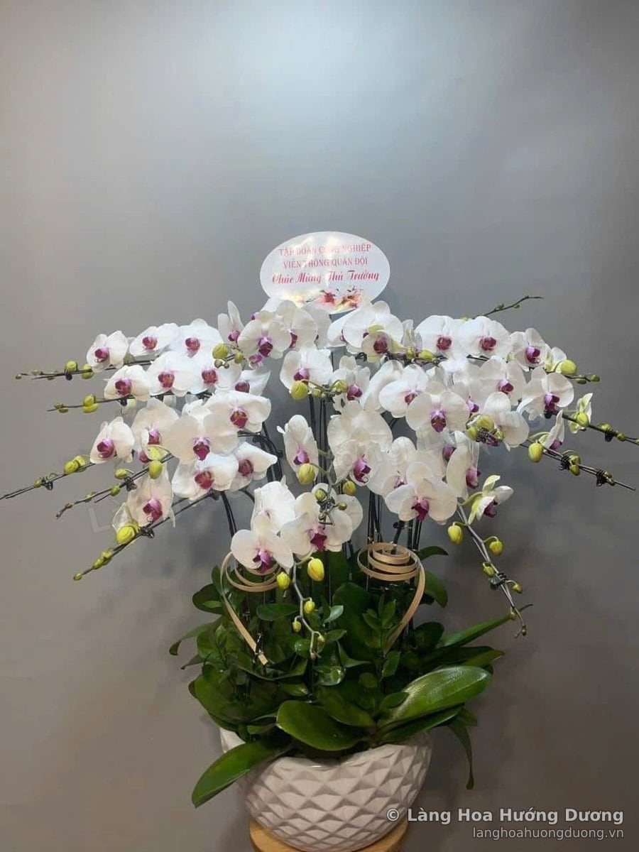 Chậu lan hồ điệp trắng trong chậu sứ họa tiết, có bảng chúc mừng