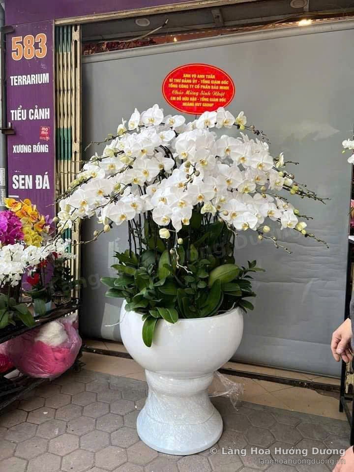 Chậu lan hồ điệp trắng nhiều cành trong chậu sứ trắng tại cửa hàng