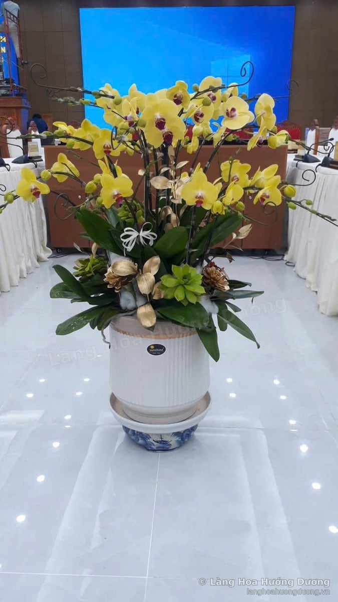 Chậu lan hồ điệp vàng đặt giữa sảnh tiệc