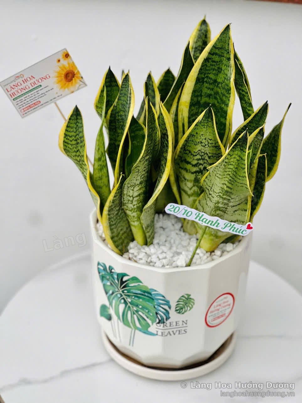 Chậu Lưỡi Hổ viền vàng trong chậu sứ trắng họa tiết lá xanh Green Leaves, rải đá trắng