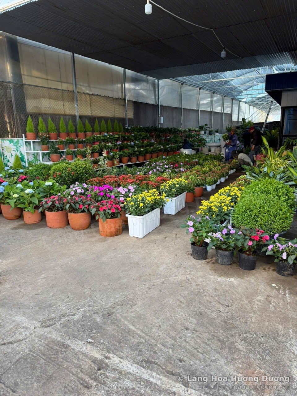 Hàng tùng thơm trên kệ, cẩm tú cầu, cúc vàng và hoa chậu trong nhà kính Làng Hoa Hướng Dương