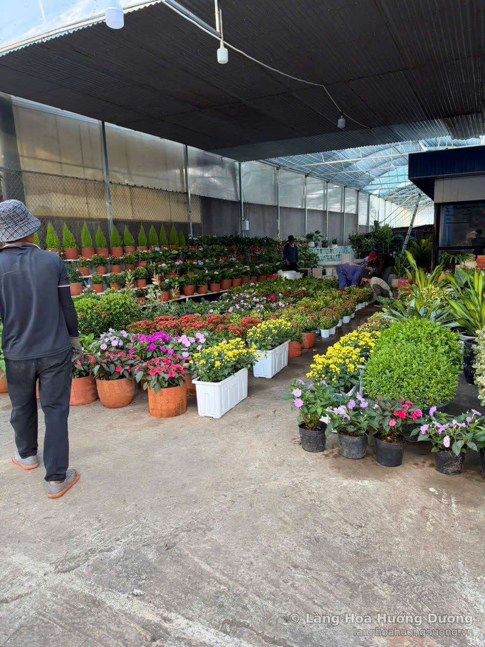 Nhà kính trưng bày cây cảnh, hoa chậu và cây công trình tại Làng Hoa Hướng Dương Đà Lạt