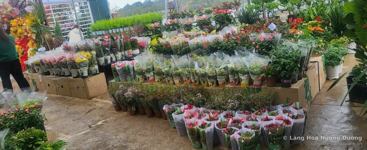 Quầy hoa chậu bọc giấy xếp thành hàng, nhiều màu sắc