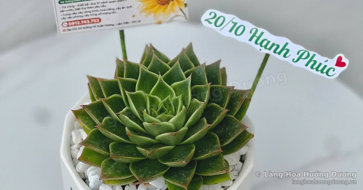 Sen đá bị ướt mưa phải làm sao? Cách cứu cây và phòng ngừa trong mùa mưa