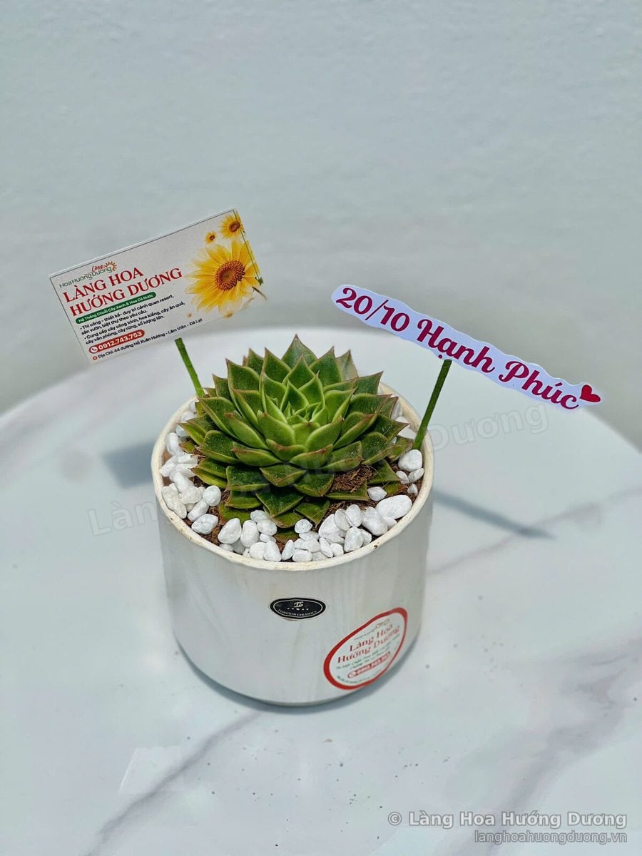 Chậu sen đá xanh chậu trụ trắng