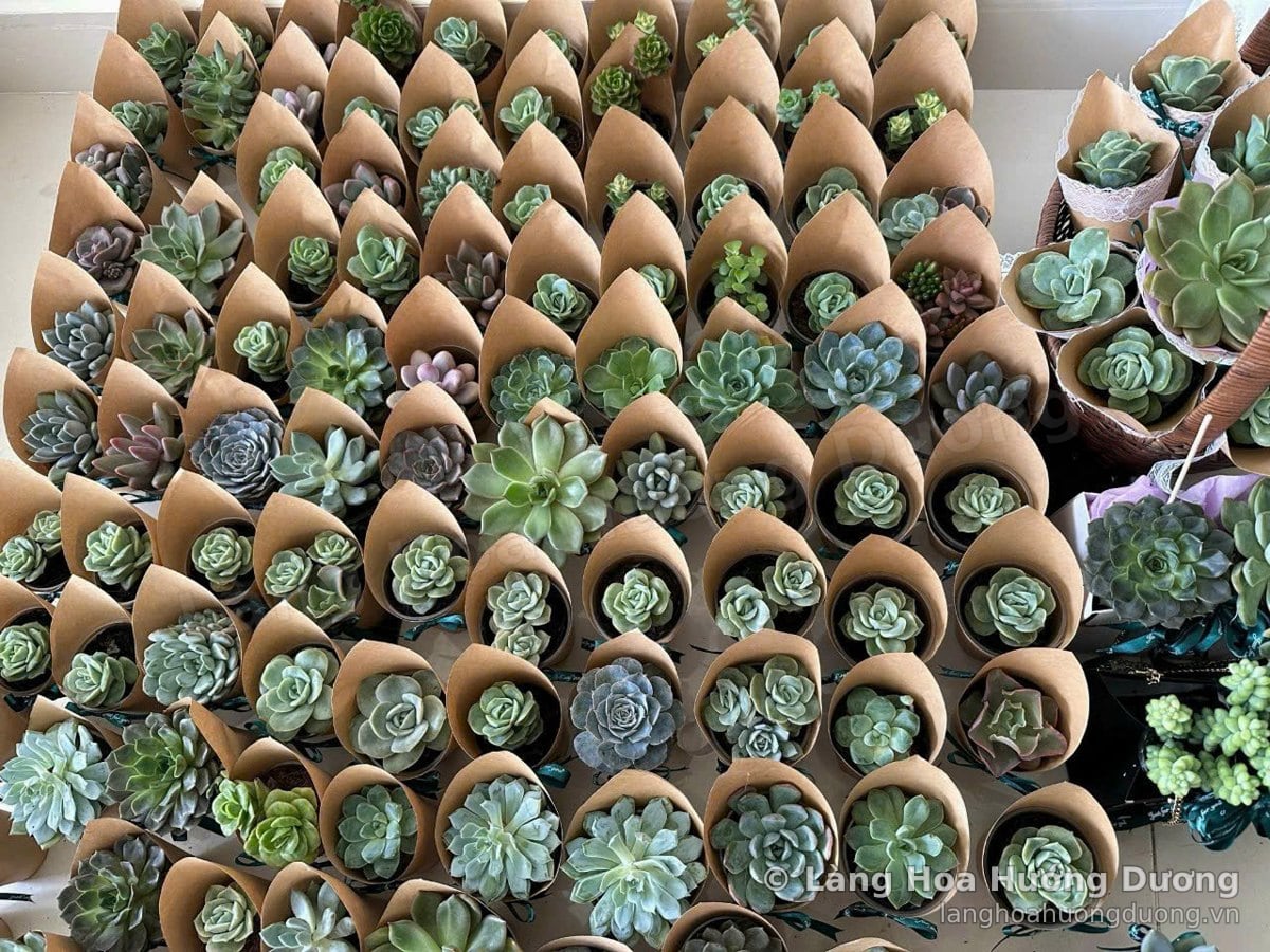 Rất nhiều cuộn giấy kraft đựng sen đá xếp sát nhau