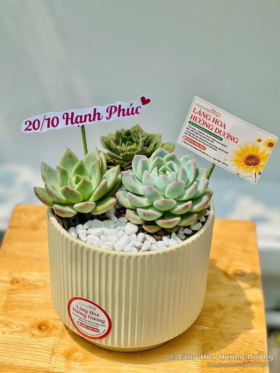Chậu sen đá mix ba cây trong chậu sọc kem
