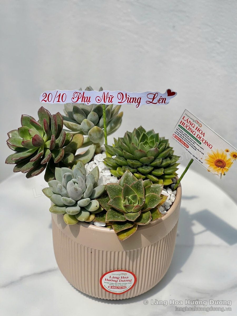Chậu sen đá mix xanh mát trong chậu hồng đất