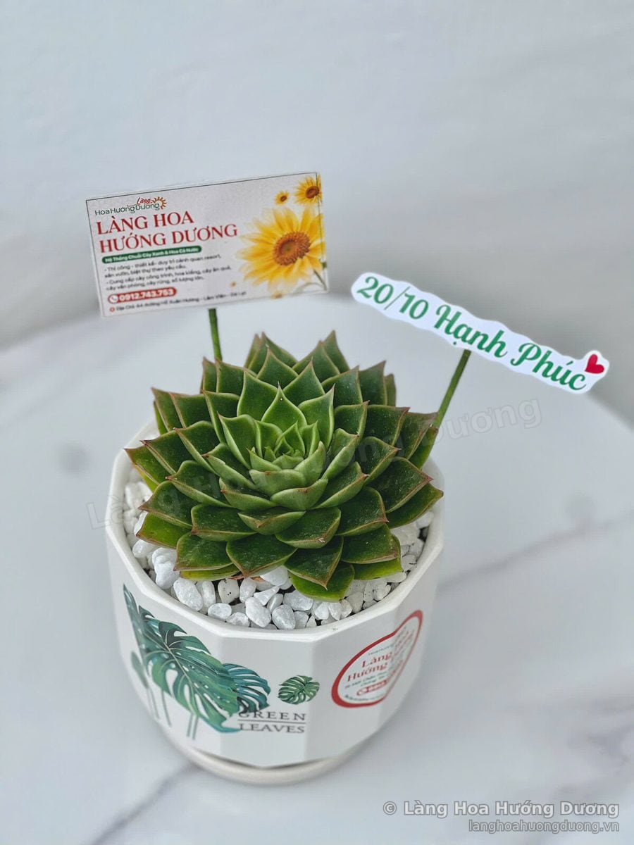 Sen đá xanh lá trong chậu hoa văn lá xanh