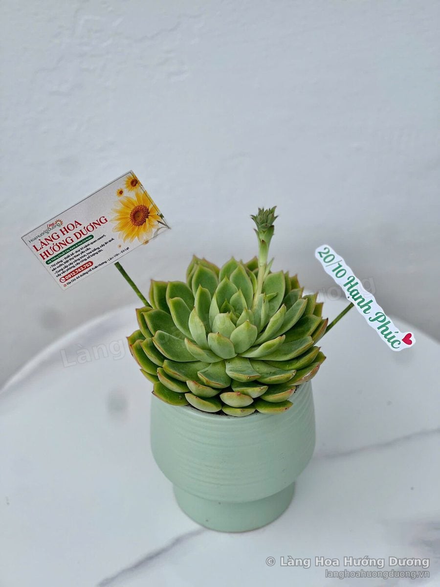 Sen đá xanh lá trong chậu xanh mint