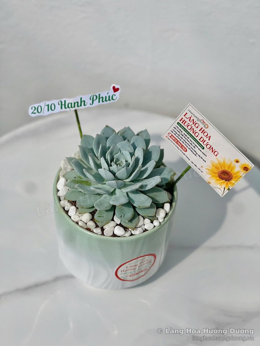 Sen đá xanh ngọc trong chậu ombre xanh